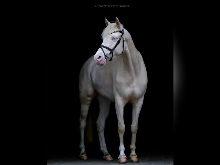 Poney de selle allemand Jument 9 Ans 144 cm Cremello in Eggermühlen