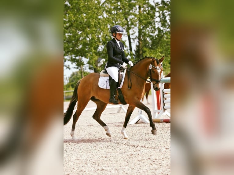Poney de selle allemand Jument 9 Ans 144 cm Isabelle in Ilmenau
