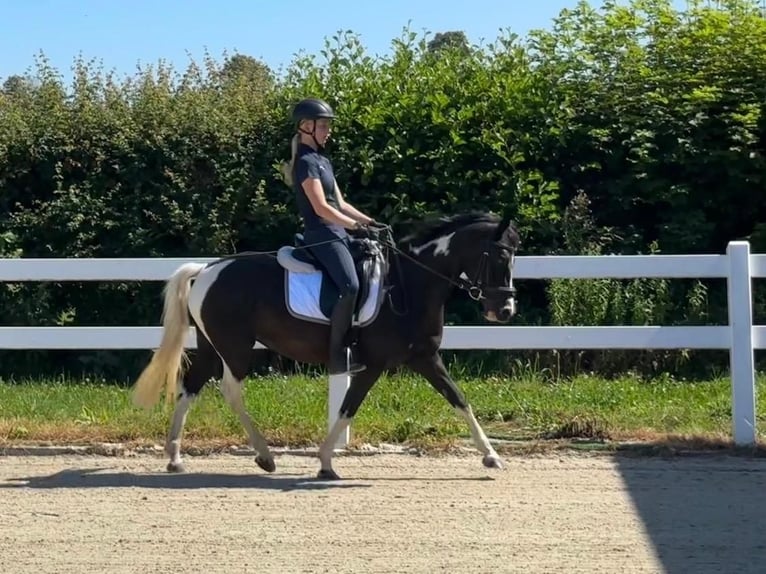 Poney de selle allemand Jument 9 Ans 144 cm Pinto in Wiesbaum