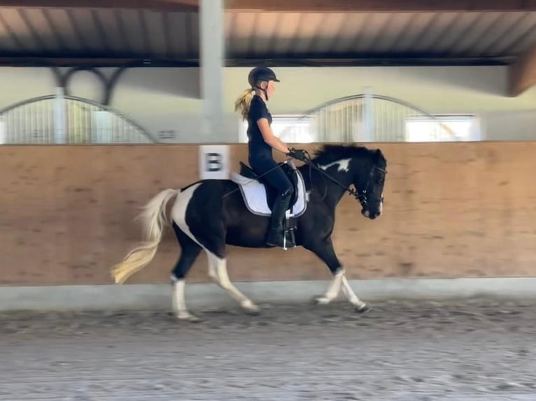 Poney de selle allemand Jument 9 Ans 144 cm Pinto in Wiesbaum