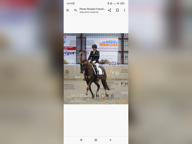 Poney de selle allemand Jument 9 Ans 145 cm Alezan in Weesby
