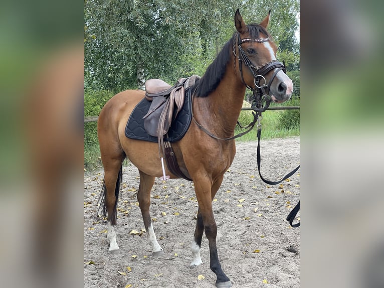 Poney de selle allemand Jument 9 Ans 145 cm Bai in Trebbin