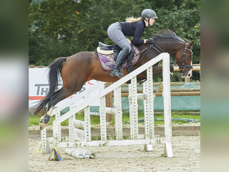 Poney de selle allemand Jument 9 Ans 146 cm in Suderburg