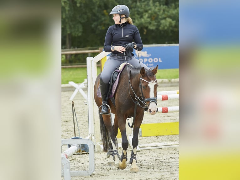 Poney de selle allemand Jument 9 Ans 146 cm in Suderburg