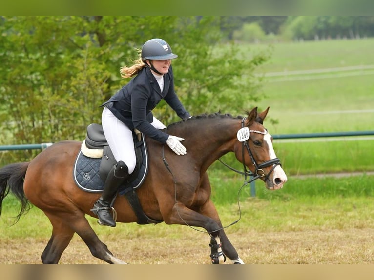 Poney de selle allemand Jument 9 Ans 146 cm in Suderburg