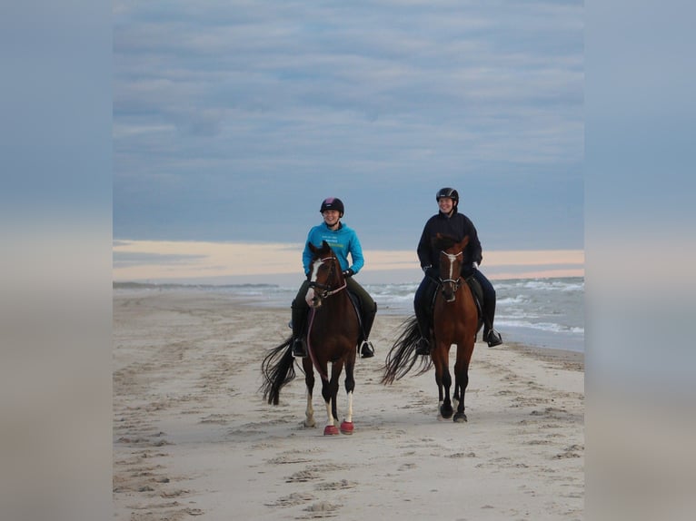 Poney de selle allemand Jument 9 Ans 146 cm in Suderburg