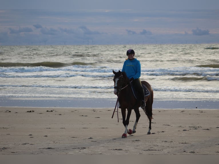 Poney de selle allemand Jument 9 Ans 146 cm in Suderburg