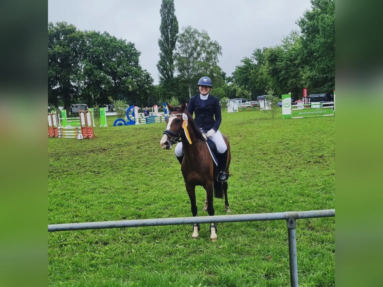 Poney de selle allemand Jument 9 Ans 146 cm in Suderburg