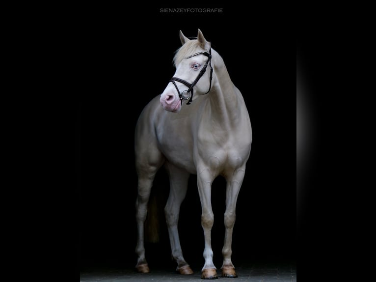 Poney de selle allemand Jument 9 Ans 146 cm Cremello in Eggermühlen