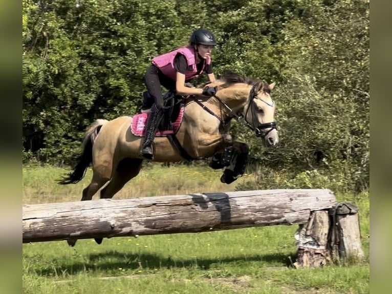 Poney de selle allemand Jument 9 Ans 146 cm Isabelle in Meine
