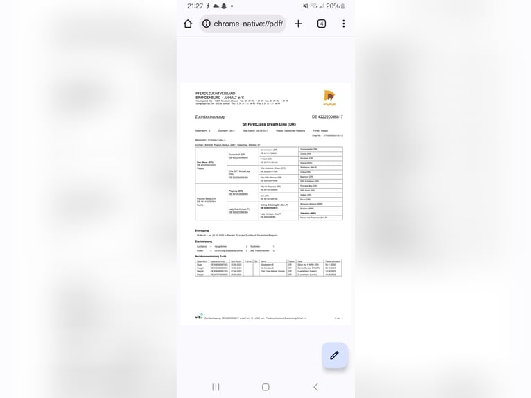 Poney de selle allemand Jument 9 Ans 146 cm Noir in Zerbst/Anhalt