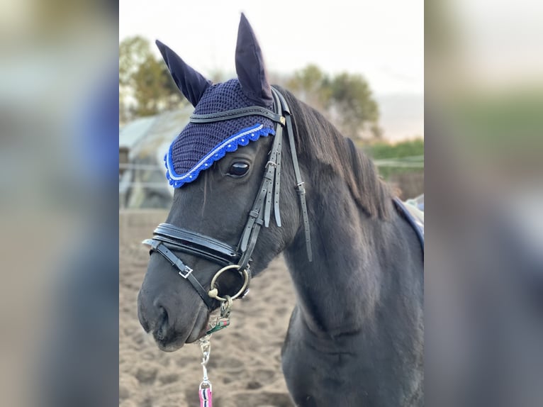 Poney de selle allemand Jument 9 Ans 146 cm Noir in Zerbst/Anhalt