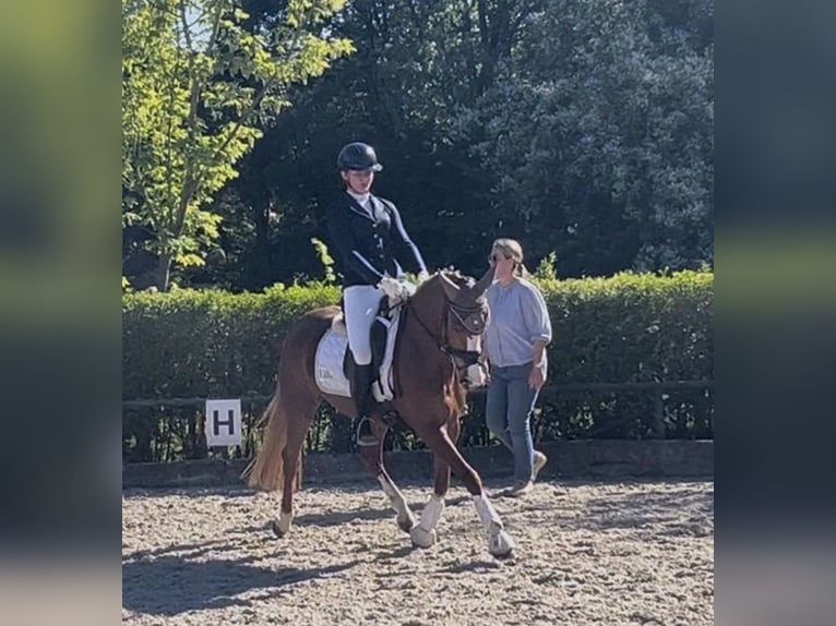 Poney de selle allemand Jument 9 Ans 147 cm Alezan in Eschweiler