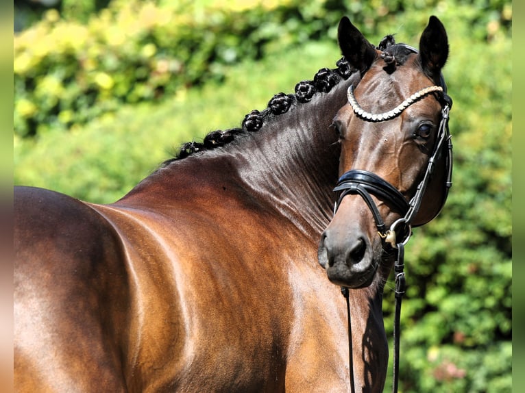 Poney de selle allemand Jument 9 Ans 147 cm Bai brun in Rehburg-Loccum