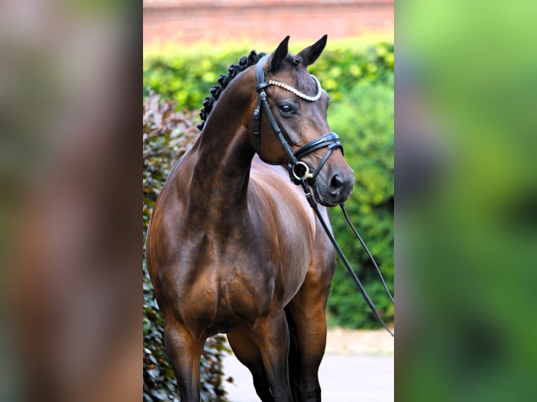 Poney de selle allemand Jument 9 Ans 147 cm Bai brun in Rehburg-Loccum