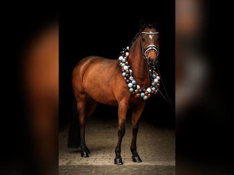 Poney de selle allemand Jument 9 Ans 147 cm Bai in Wiesbaum