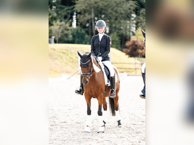 Poney de selle allemand Jument 9 Ans 147 cm Bai in Wiesbaum