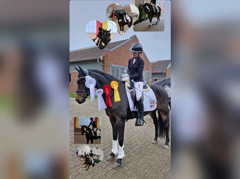 Poney de selle allemand Jument 9 Ans 147 cm Bai in Haren