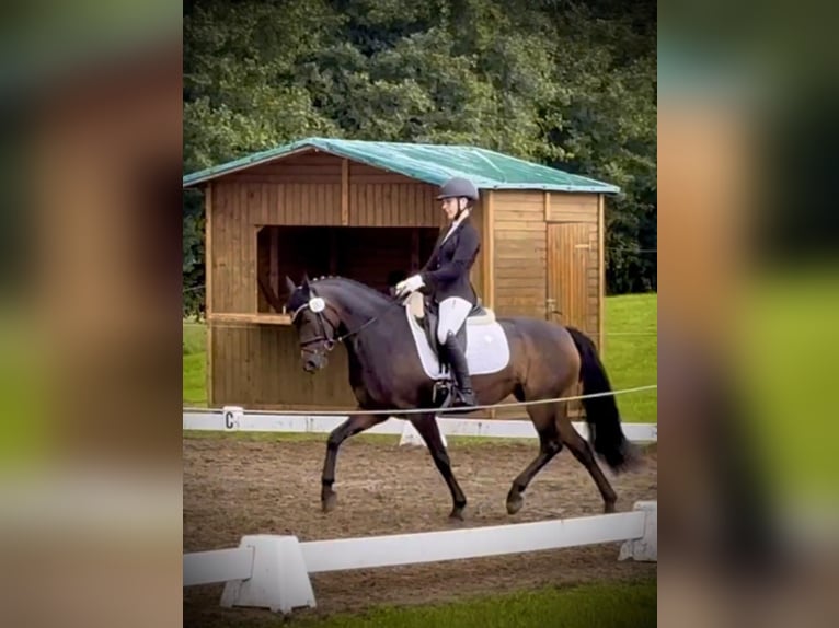 Poney de selle allemand Jument 9 Ans 147 cm Bai in Haren
