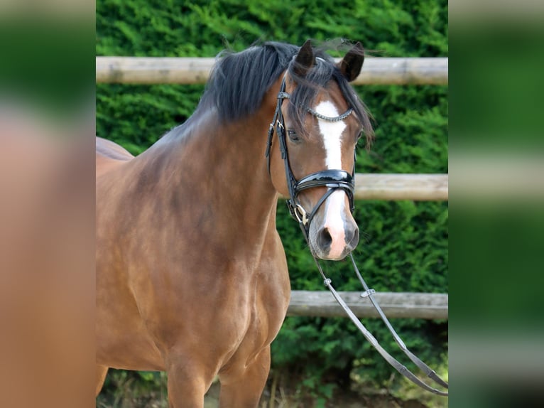 Poney de selle allemand Jument 9 Ans 147 cm Bai in Nottuln