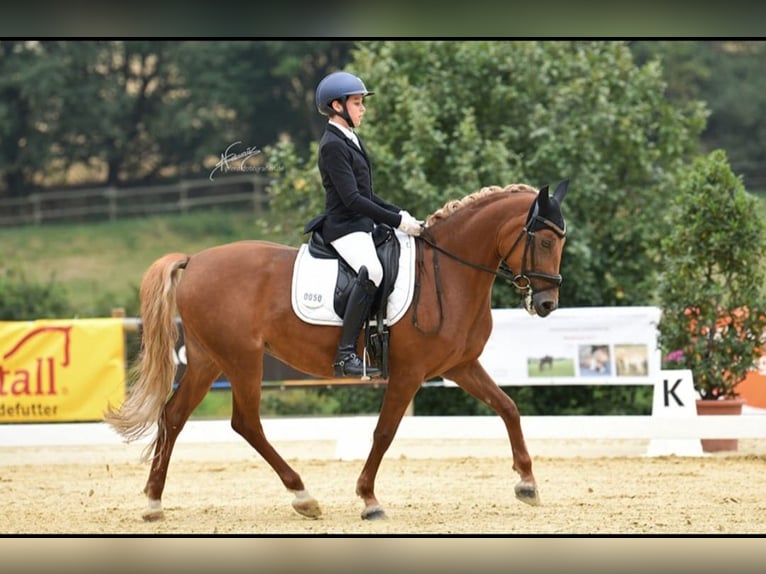 Poney de selle allemand Jument 9 Ans 148 cm Alezan in Neuwied