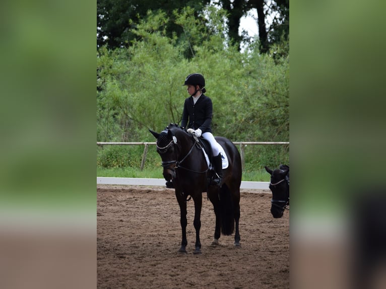 Poney de selle allemand Jument 9 Ans 148 cm Bai brun foncé in Wolfsburg