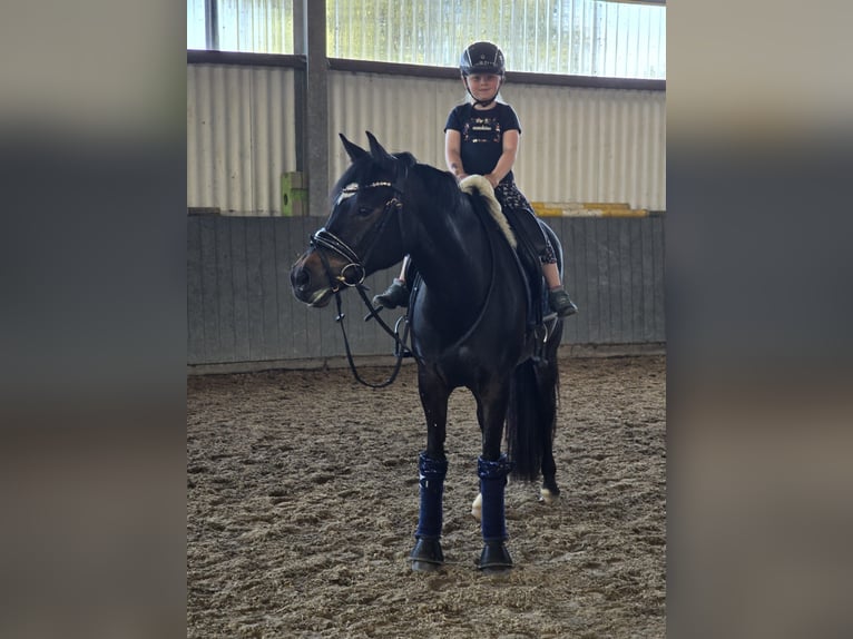 Poney de selle allemand Jument 9 Ans 148 cm Bai brun foncé in Wolfsburg