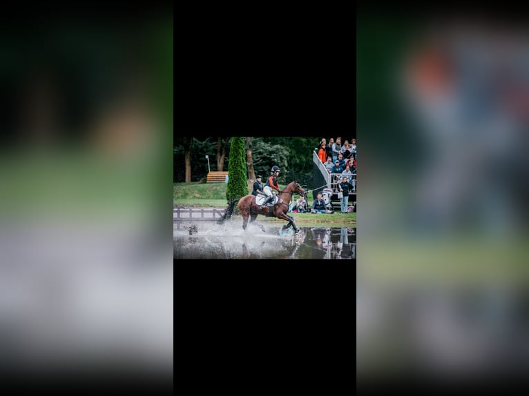Poney de selle allemand Jument 9 Ans 148 cm Bai in Kiel