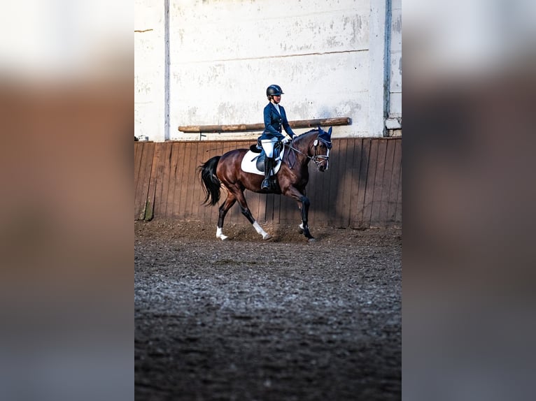 Poney de selle allemand Jument 9 Ans 148 cm Bai in Schönwalde -Glien