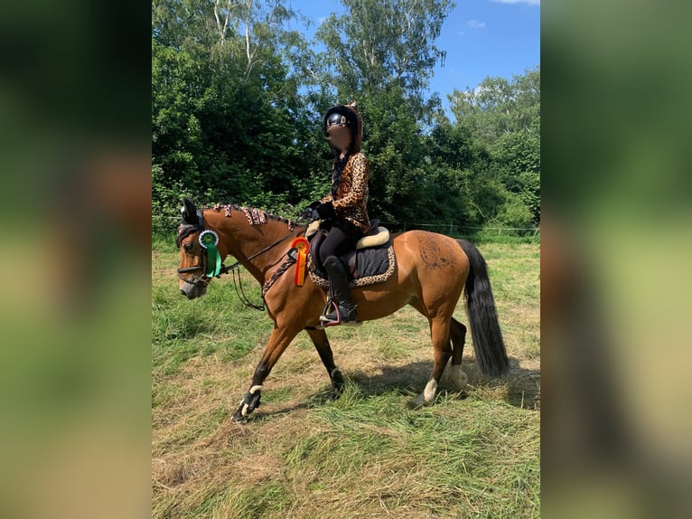 Poney de selle allemand Jument 9 Ans 148 cm Bai in Uetze