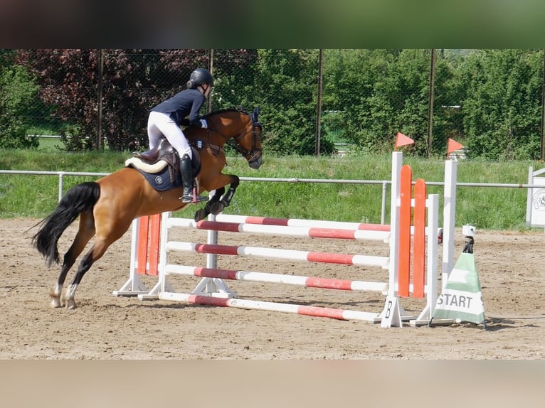 Poney de selle allemand Jument 9 Ans 148 cm Bai in Uetze