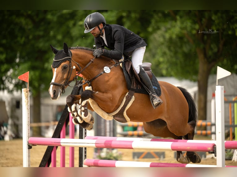 Poney de selle allemand Jument 9 Ans 148 cm Bai in Willich