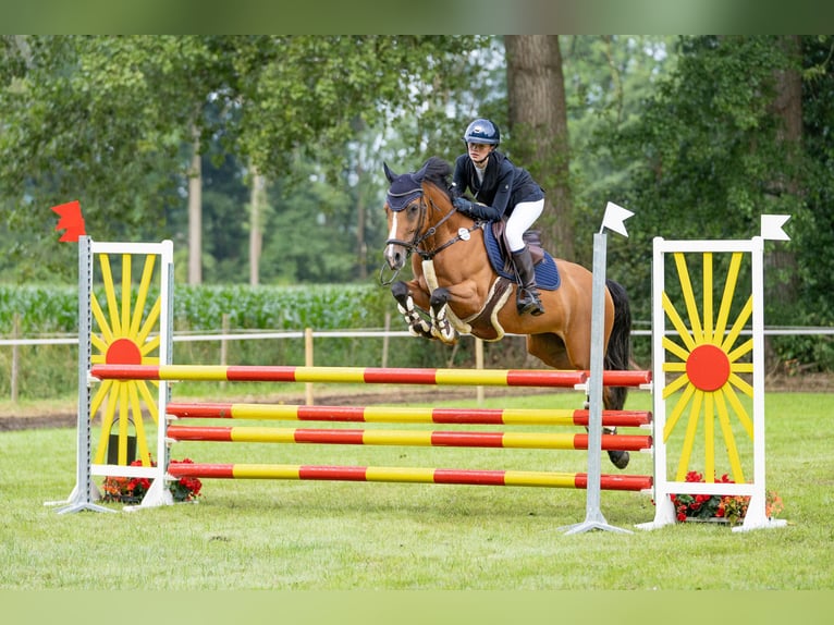 Poney de selle allemand Jument 9 Ans 148 cm Bai in Willich