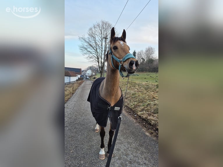 Poney de selle allemand Jument 9 Ans 148 cm Buckskin in Bad Liebenzell
