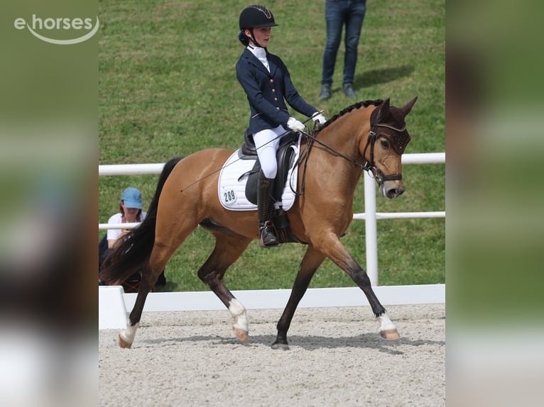 Poney de selle allemand Jument 9 Ans 148 cm Buckskin in Bad Liebenzell