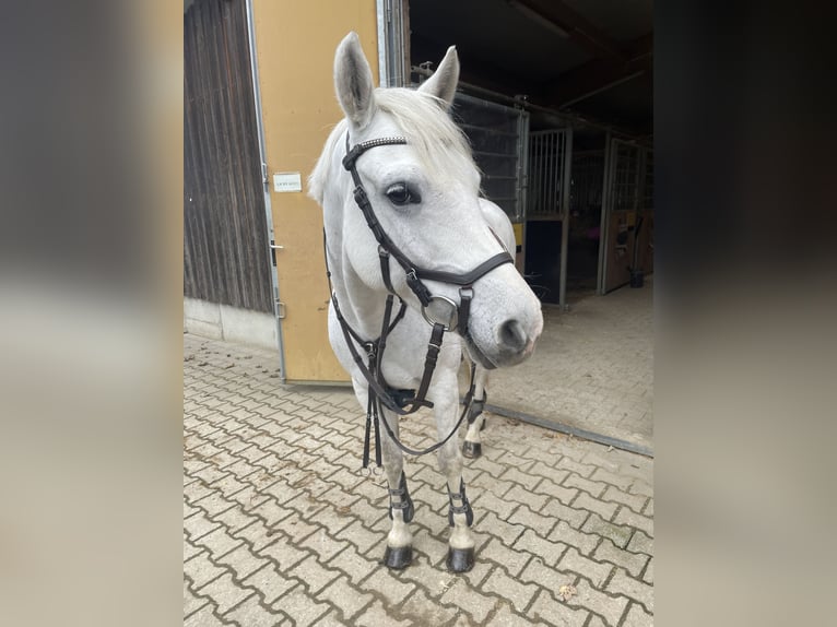 Poney de selle allemand Jument 9 Ans 148 cm Gris in Kaufbeuren