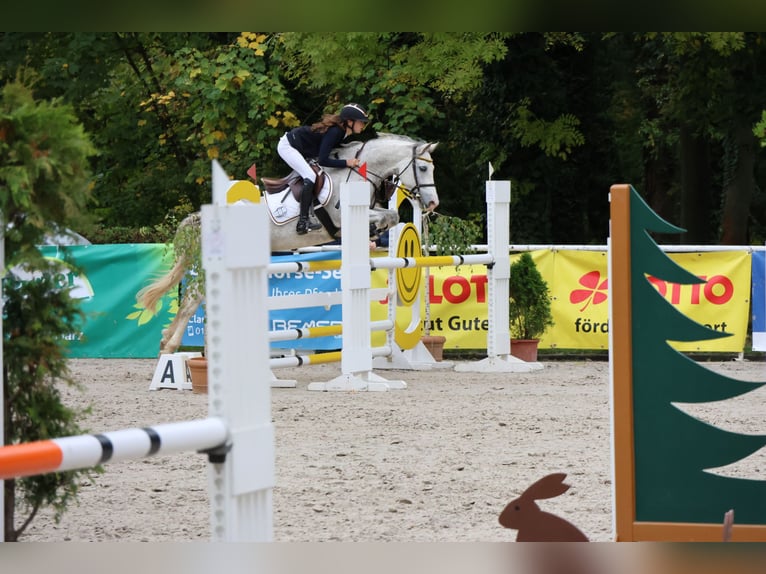 Poney de selle allemand Jument 9 Ans 148 cm Gris in Buchen Waldhausen