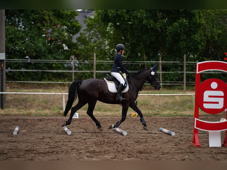 Poney de selle allemand Jument 9 Ans 148 cm Noir in Einhausen