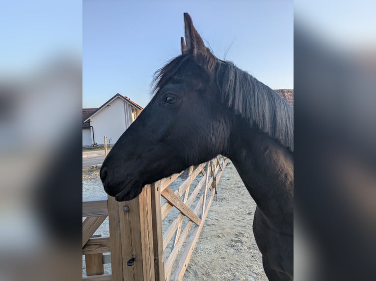 Poney de selle allemand Jument 9 Ans 148 cm Noir in Burgfeld