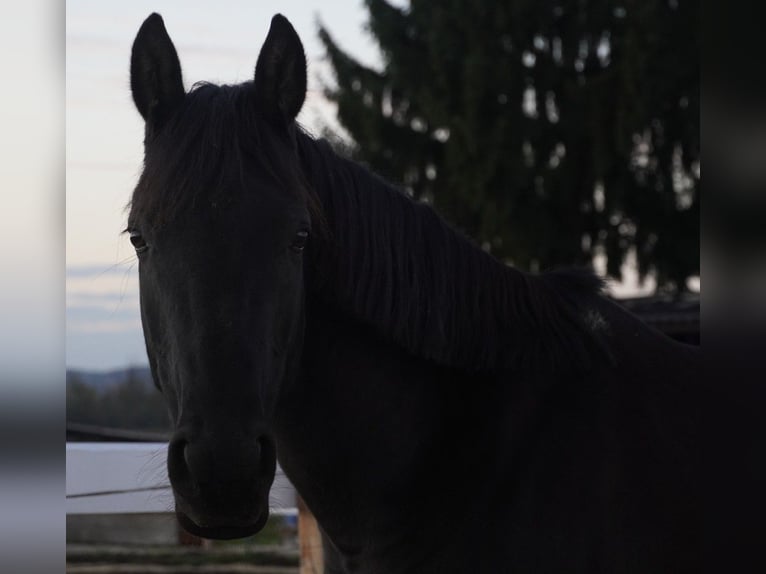 Poney de selle allemand Jument 9 Ans 148 cm Noir in Burgfeld