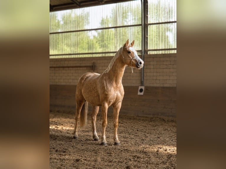 Poney de selle allemand Jument 9 Ans 148 cm Palomino in Burscheid