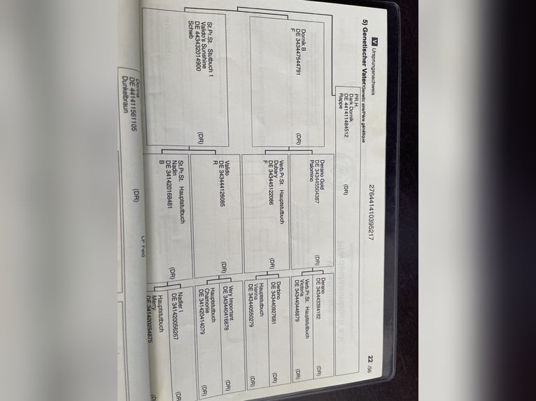 Poney de selle allemand Jument 9 Ans 149 cm Noir in Dülmen