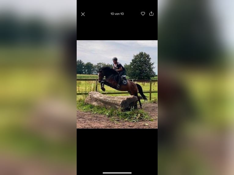 Poney de selle allemand Jument 9 Ans 150 cm Bai in Schwanewede