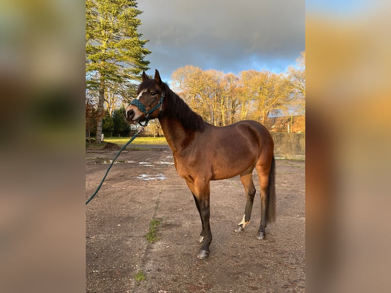 Poney de selle allemand Jument 9 Ans 150 cm Bai in Schwanewede