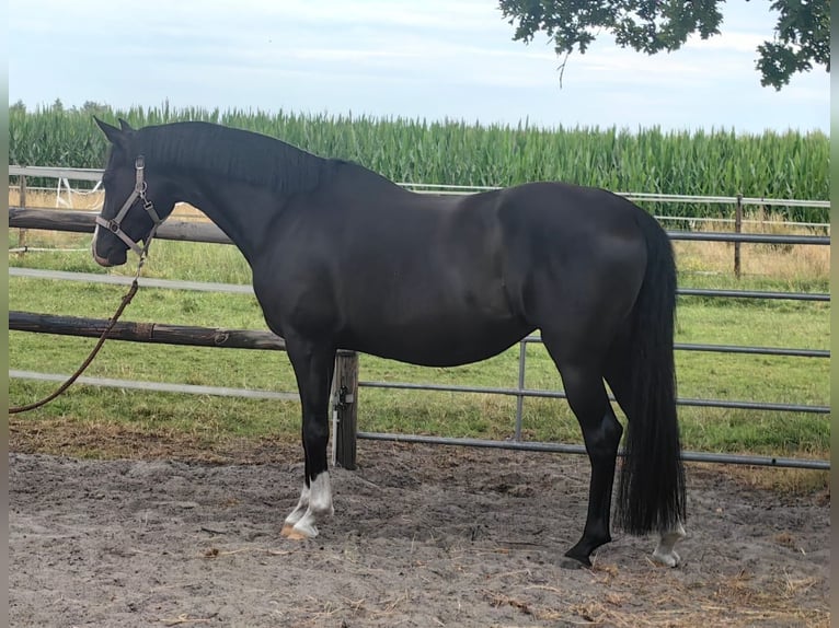 Poney de selle allemand Jument 9 Ans 150 cm Noir in Friesoythe