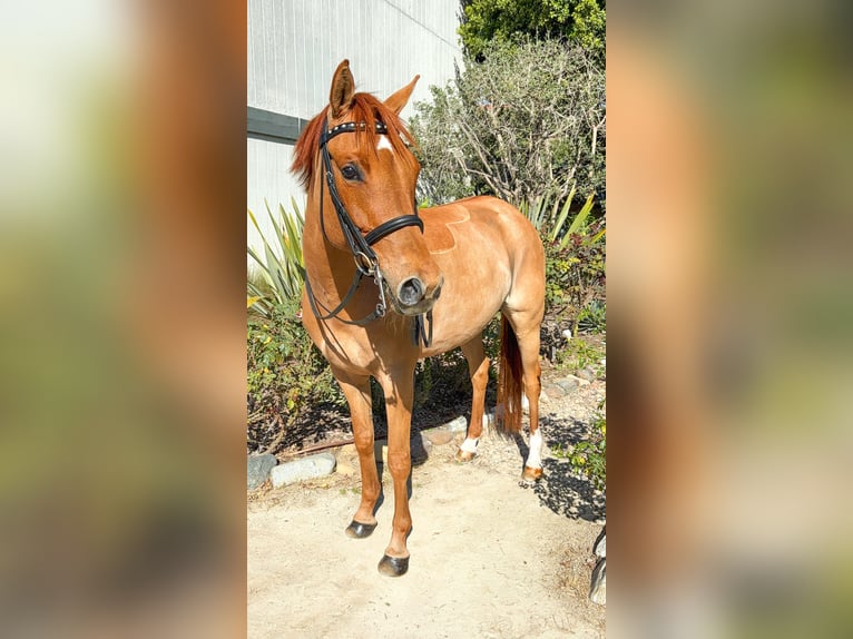 Poney de selle allemand Jument 9 Ans 152 cm Alezan brûlé in San Juan Capistrano