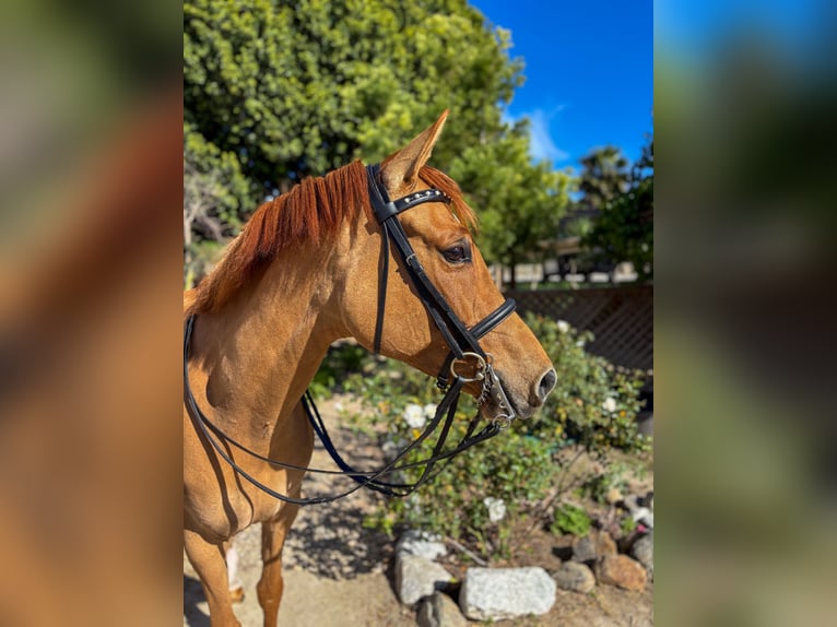 Poney de selle allemand Jument 9 Ans 152 cm Alezan brûlé in San Juan Capistrano