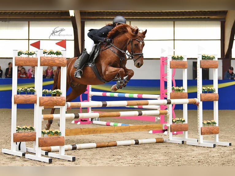 Poney de selle allemand Jument 9 Ans 155 cm Alezan in Limburgerhof