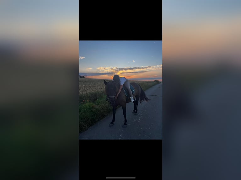 Poney de selle allemand Croisé Jument 9 Ans 155 cm Bai brun in Bad Grund