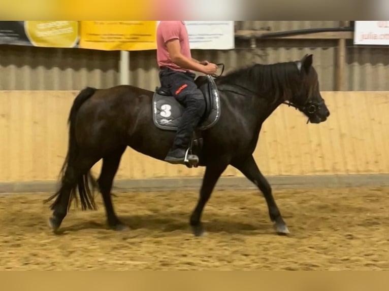 Poney de selle allemand Croisé Jument 9 Ans 155 cm Bai brun in Bad Grund